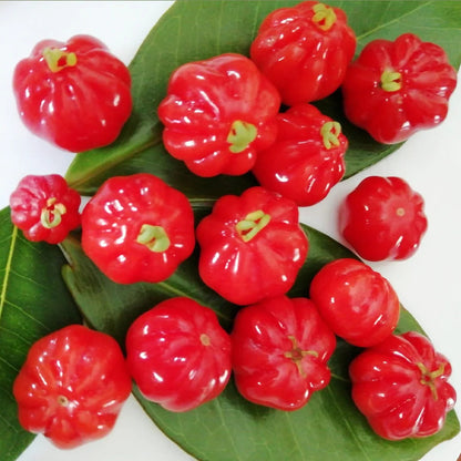 Surinam Cherry Fruit Live Plant