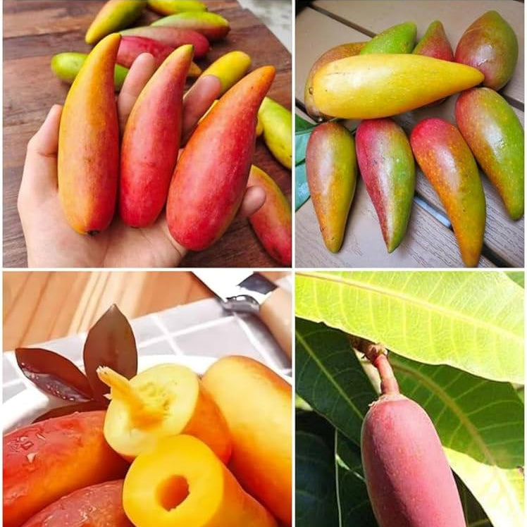 Chilli Mango Live Plant