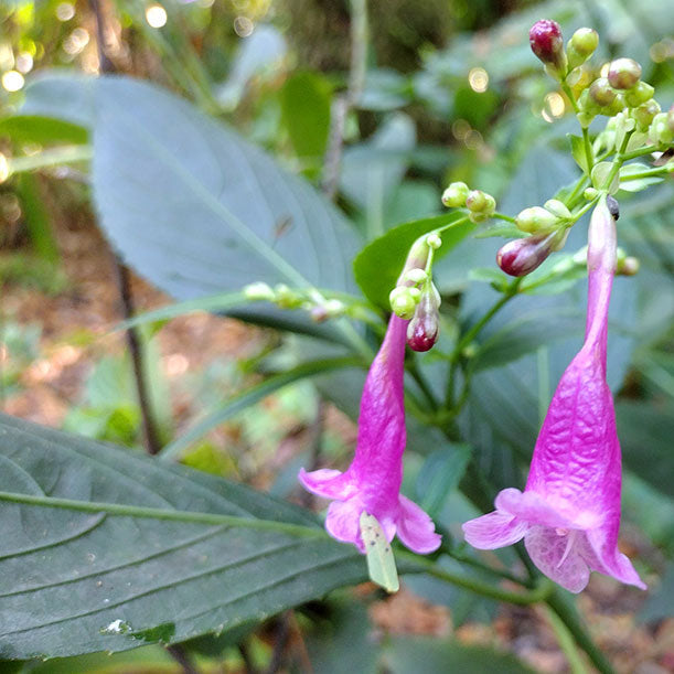 Chinese Rain Bell All Time Flowering Live Plant
