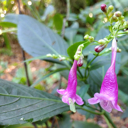Chinese Rain Bell All Time Flowering Live Plant