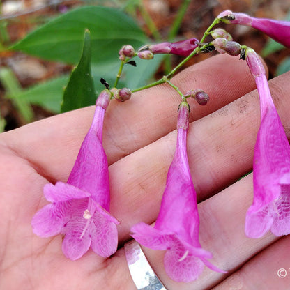 Chinese Rain Bell All Time Flowering Live Plant