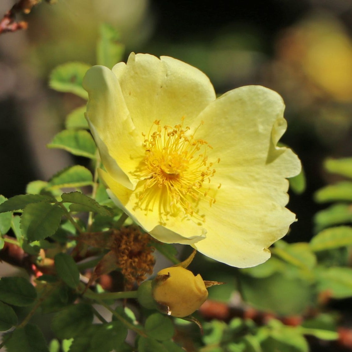 Rosa Hugonis Flowering Grafted Live Plant with Flower