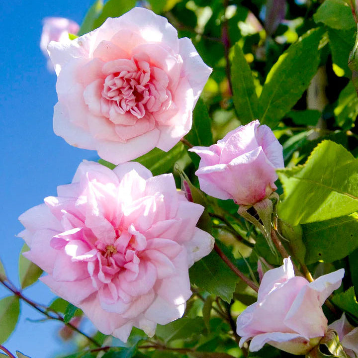 Cicile Brunner Rosa climbing live plant