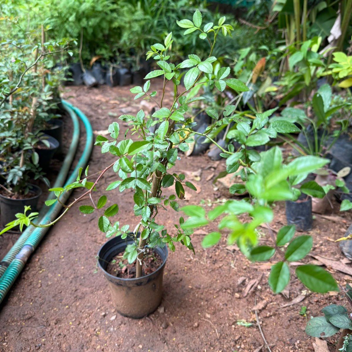 Cicile Brunner Rosa climbing live plant