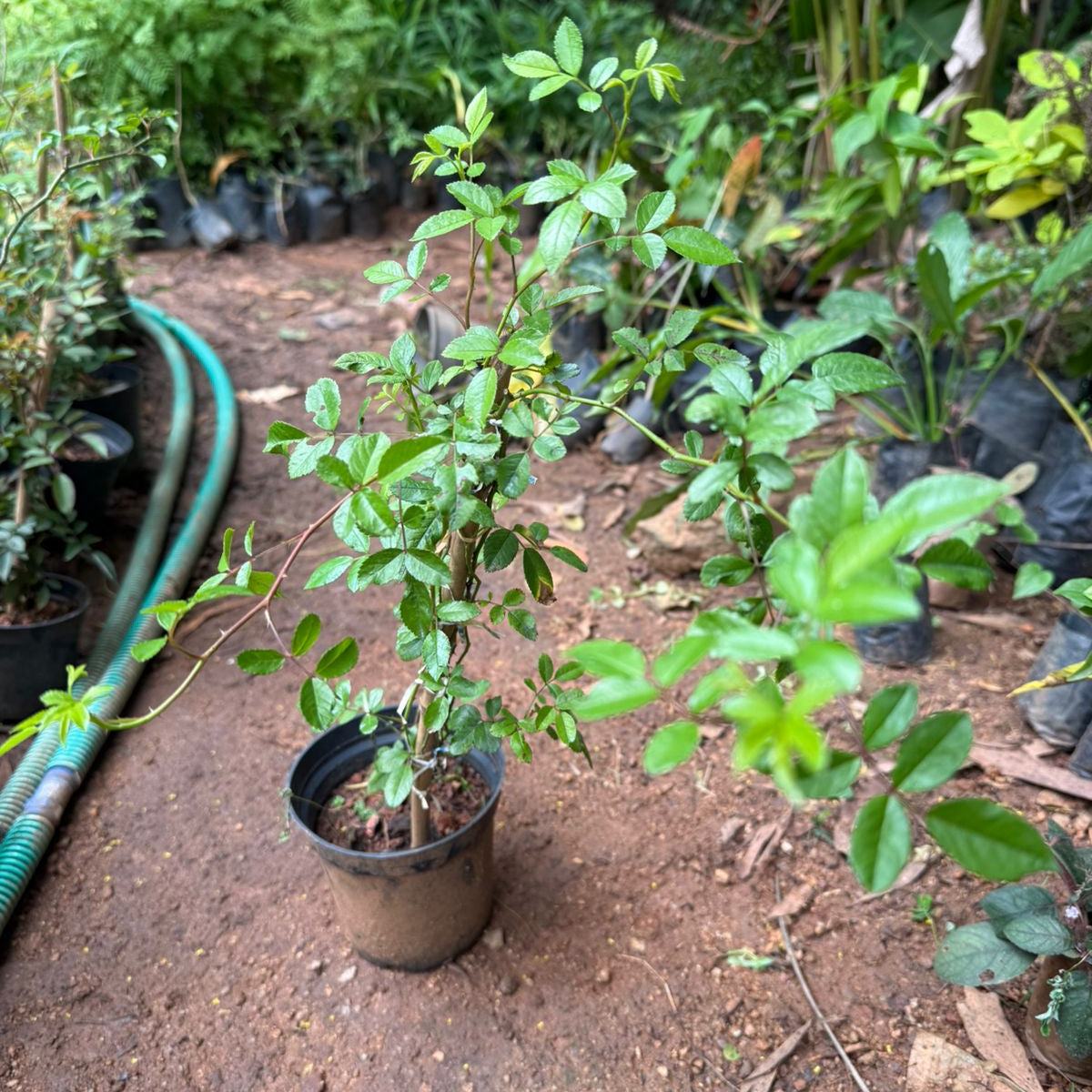 Cicile Brunner Rosa climbing live plant