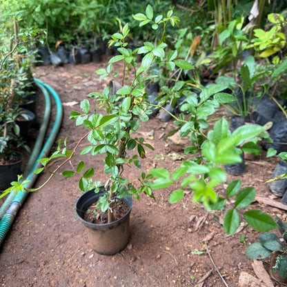 Cicile Brunner Rosa climbing live plant