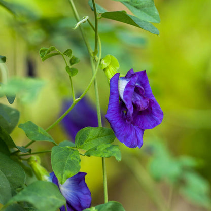 Blue multipetal clitoria  Seeds - Open Pollinated