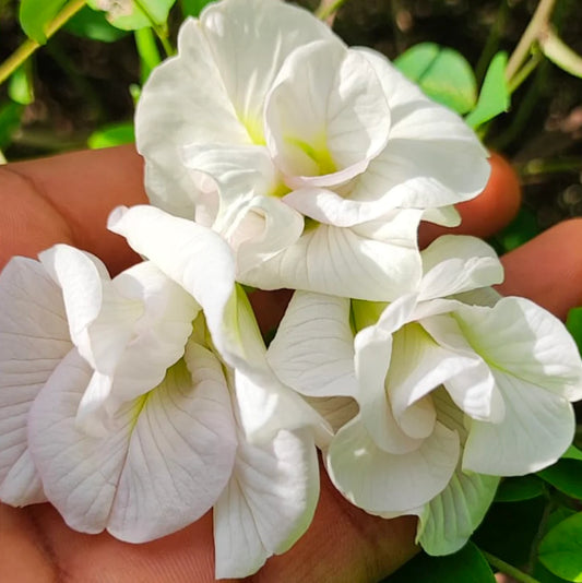 White multipetal clitoria  Seeds - Open Pollinated