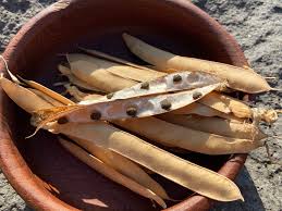 White multipetal clitoria  Seeds - Open Pollinated