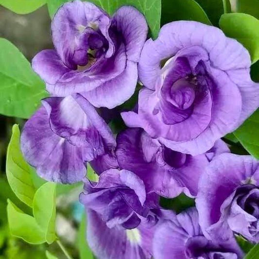 Purple multipetal clitoria  Seeds - Open Pollinated