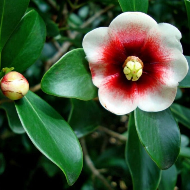Autograph (Clusia rosea) Flowering Live Plant