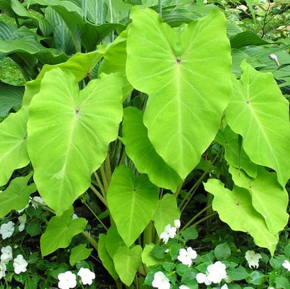 Golden Colocasia / Maui gold colocasia rare Live Plant