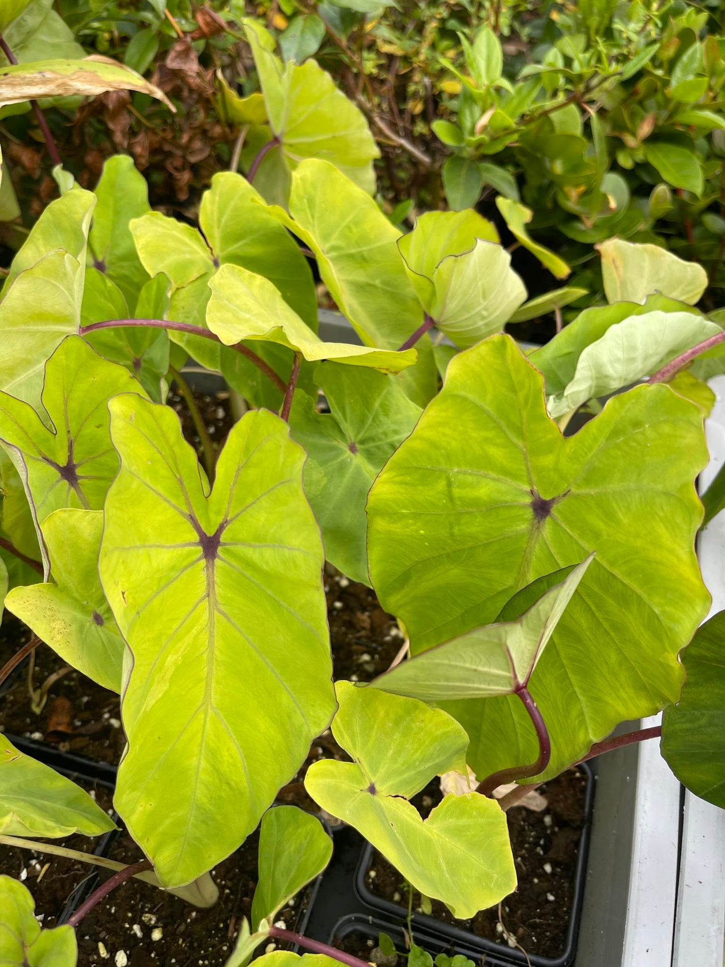 Golden Colocasia / Maui gold colocasia rare Live Plant