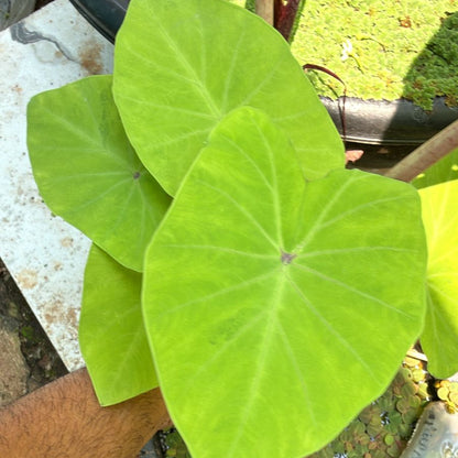 Golden Colocasia / Maui gold colocasia rare Live Plant
