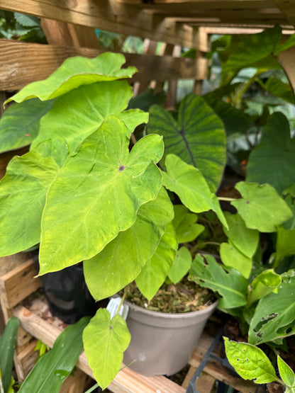 Golden Colocasia / Maui gold colocasia rare Live Plant
