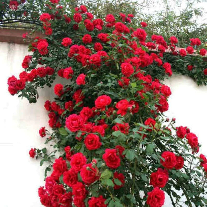 Red, White & Pink Creeper/ Climbing Rose Combo Live Plant