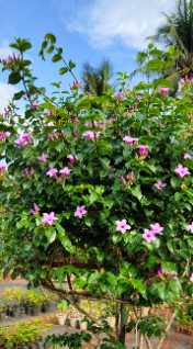 Rubber Vine (Cryptostegia Grandiflora) Grafted Live Plant