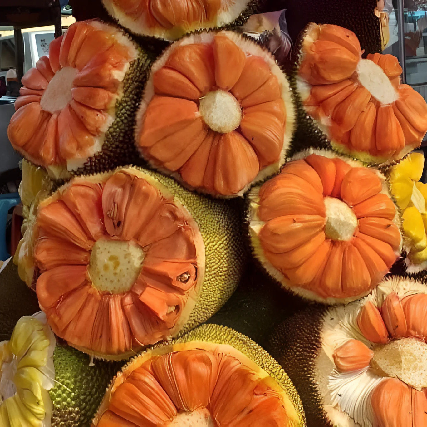 Daeng Surya Jackfruit Live Plant