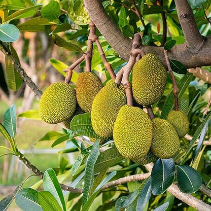 Daeng Surya Jackfruit Live Plant