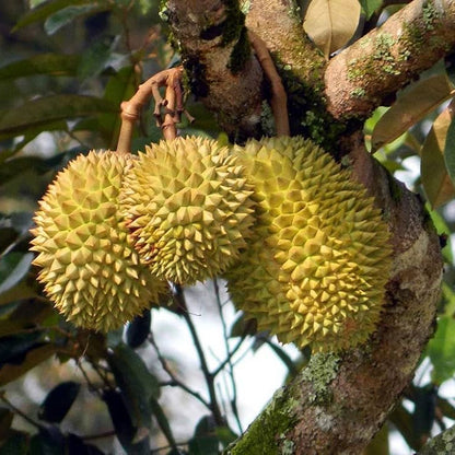 Durian Fruit Live Plant