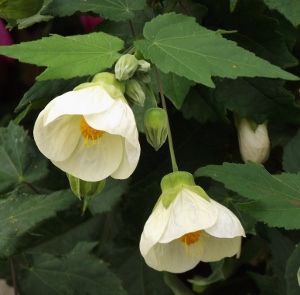 White Lantern Hibiscus Flowering Live Plant