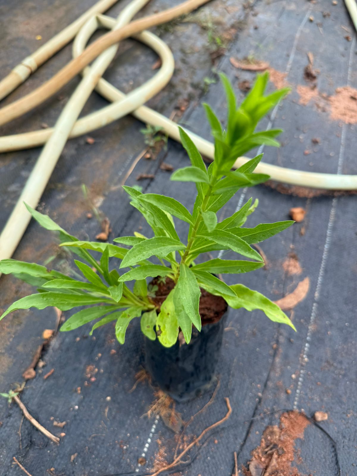 Daisy Yellow All Time Flowering Live Plant