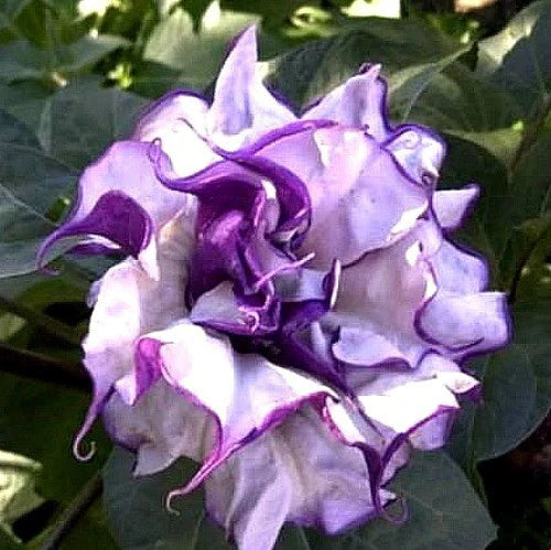 Datura purple multipetal flowering live plant