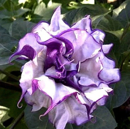 Datura purple multipetal flowering live plant