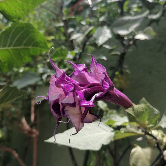 Datura purple multipetal flowering live plant