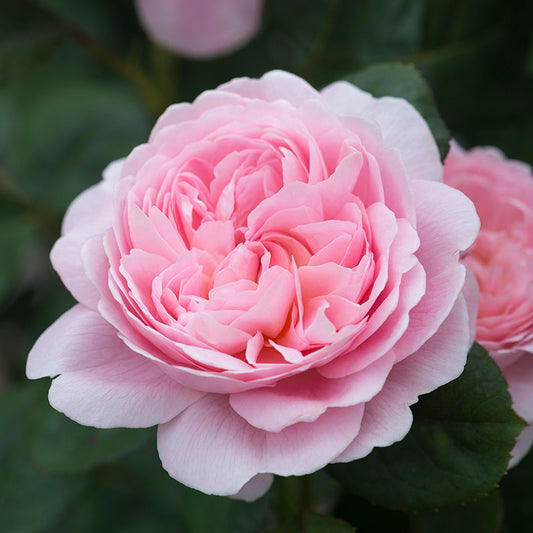 British Queen- Pink  DA Rose Live Plant