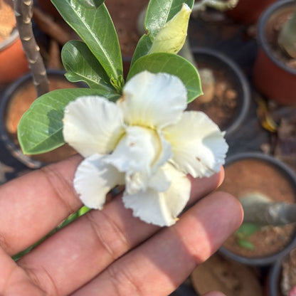 Desert Rose White (Adenium obesum) Flowering Live Plant