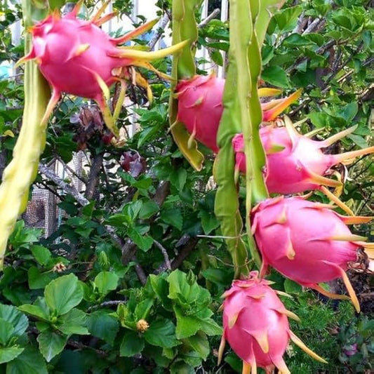 Dragon Fruit Delight (light pink flesh) Sweet Variety Rooted Plant