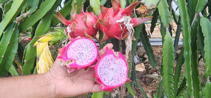 Dragon Fruit Delight (light pink flesh) Sweet Variety Rooted Plant