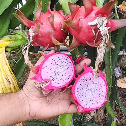 Dragon Fruit Delight (light pink flesh) Sweet Variety Rooted Plant