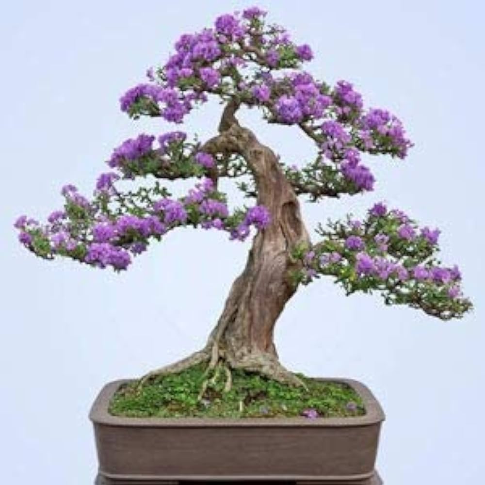Desmodium Bonsai Live Plant