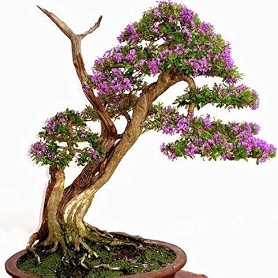 Desmodium Bonsai Live Plant