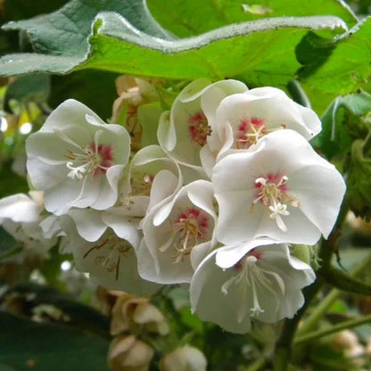White Dombeya (Dombeya Burgessiae) Flowering Live Plant