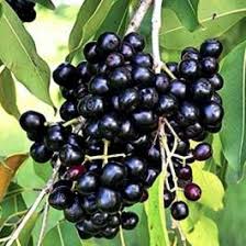 Black Jamun (Syzygium cumini) Live Plant