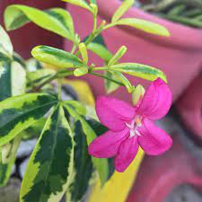 Variegated Lavinia (Pink Flower) All Time Flowering Live Plant