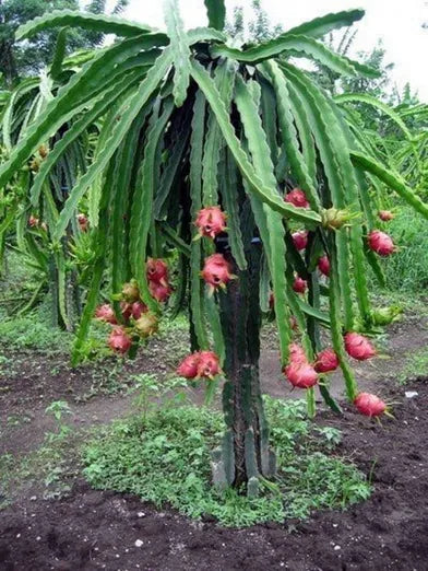 Dragon Fruit Original Red Sweet Variety Rooted Plant
