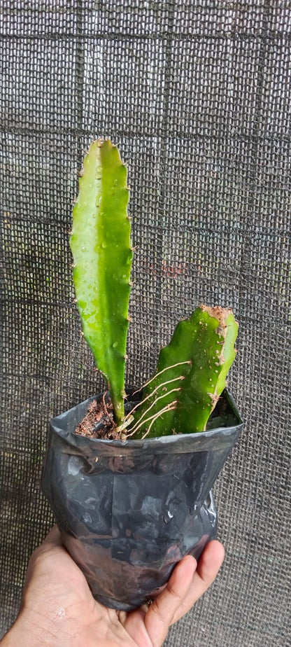 Dragon Fruit Original Red Sweet Variety Rooted Plant