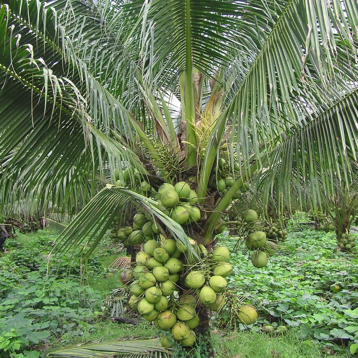 Dwarf x Tall (D x T) Coconut Tree Plant