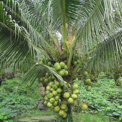 Dwarf x Tall (D x T) Coconut Tree Plant