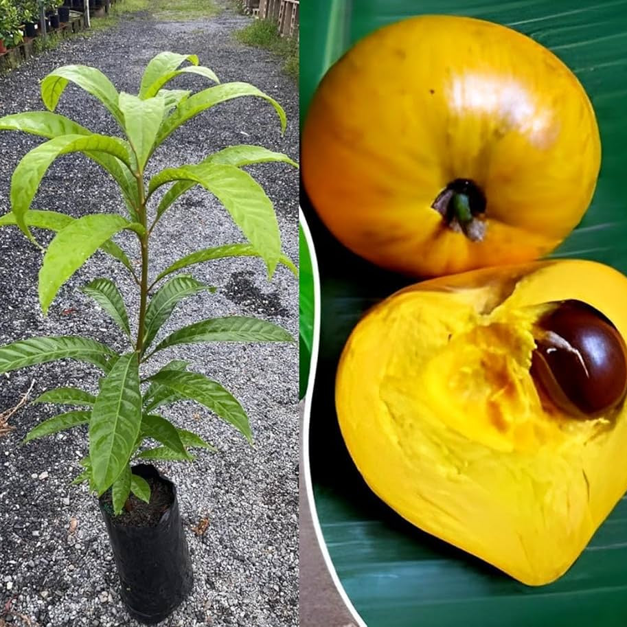 Egg Fruit (Pouteria campechiana) Live Plant