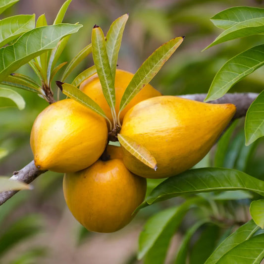 Egg Fruit (Pouteria campechiana) Live Plant
