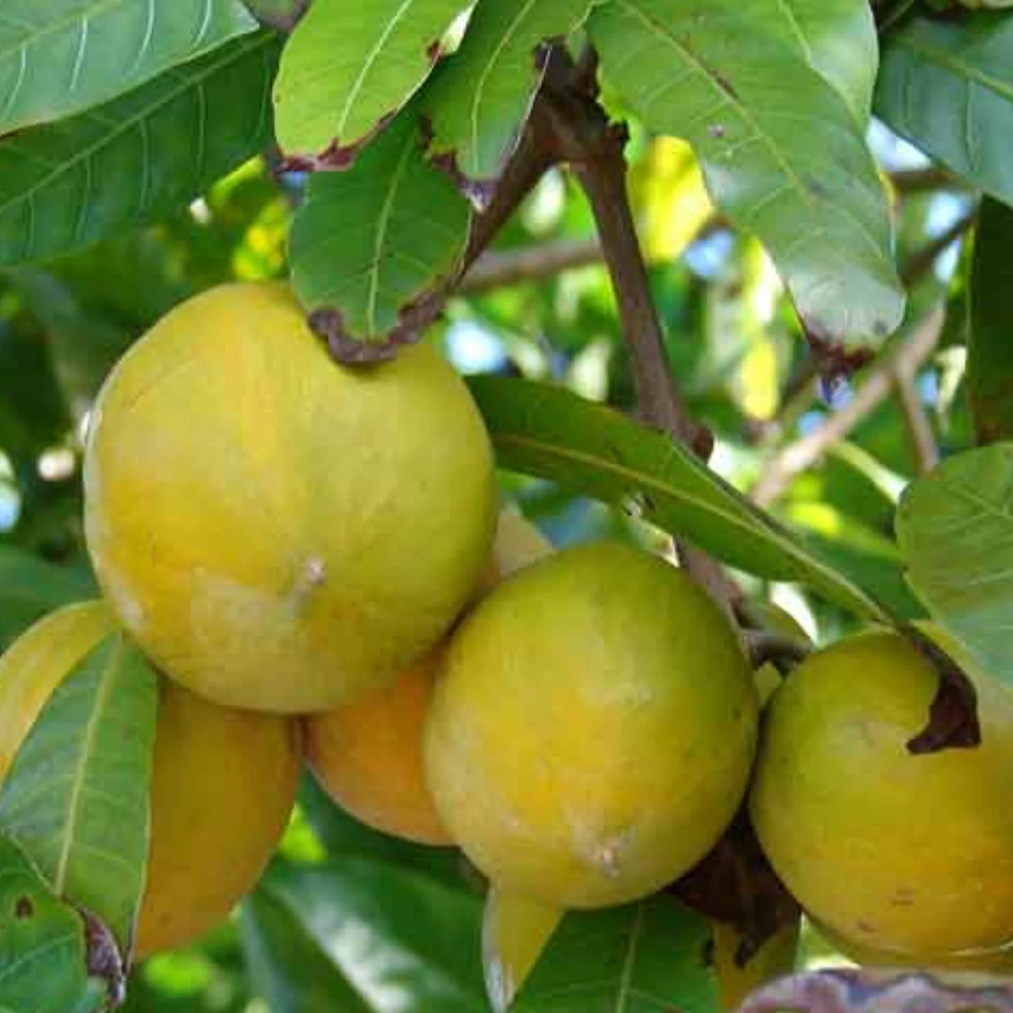 Egg Fruit (Pouteria campechiana) Live Plant
