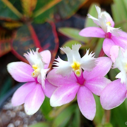 Epidendrum Sakura Orchid Live Plant