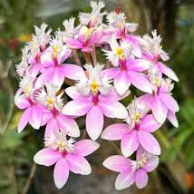 Epidendrum Sakura Orchid Live Plant