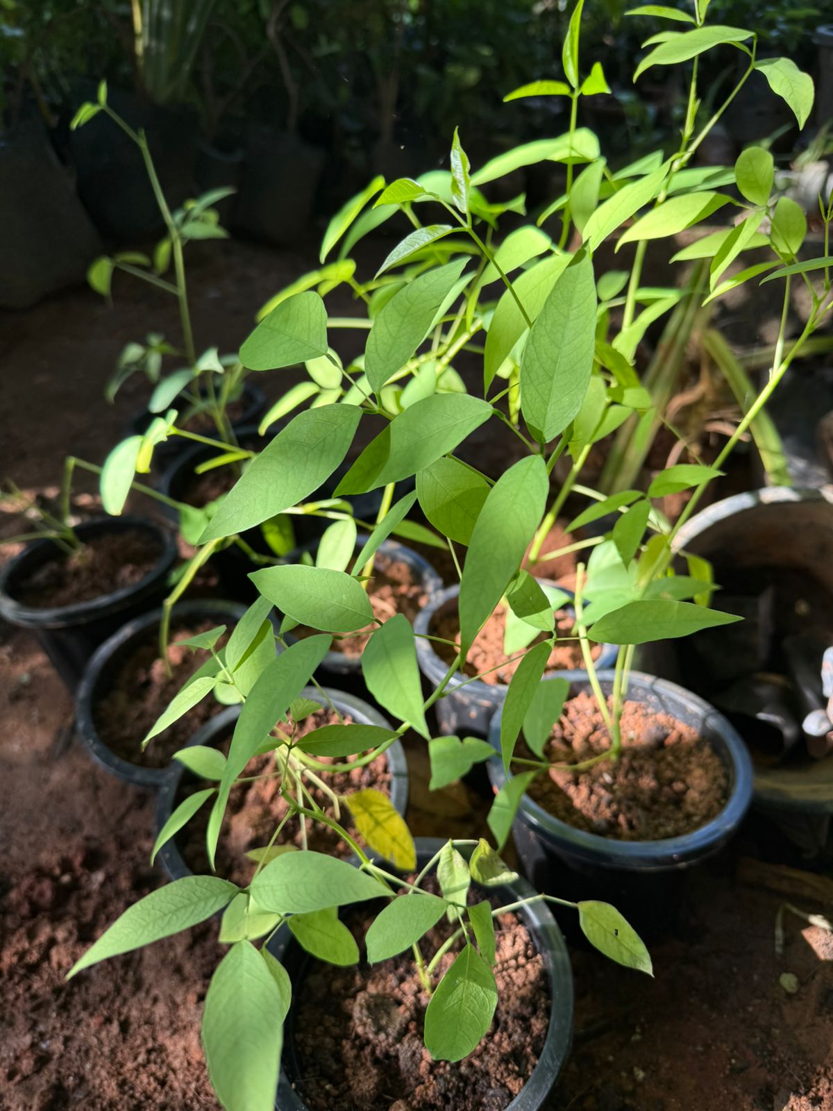 Erythrina crista-galli Rare All Time Flowering Live Plant