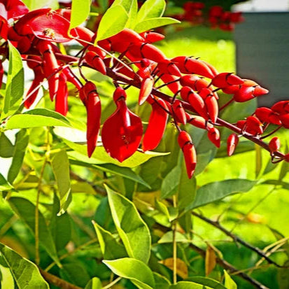 Erythrina crista-galli Rare All Time Flowering Live Plant